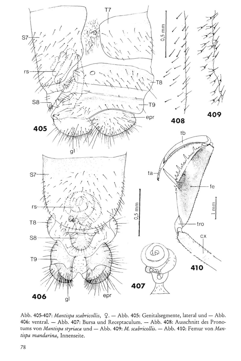 Come riconoscere i Mantispidae